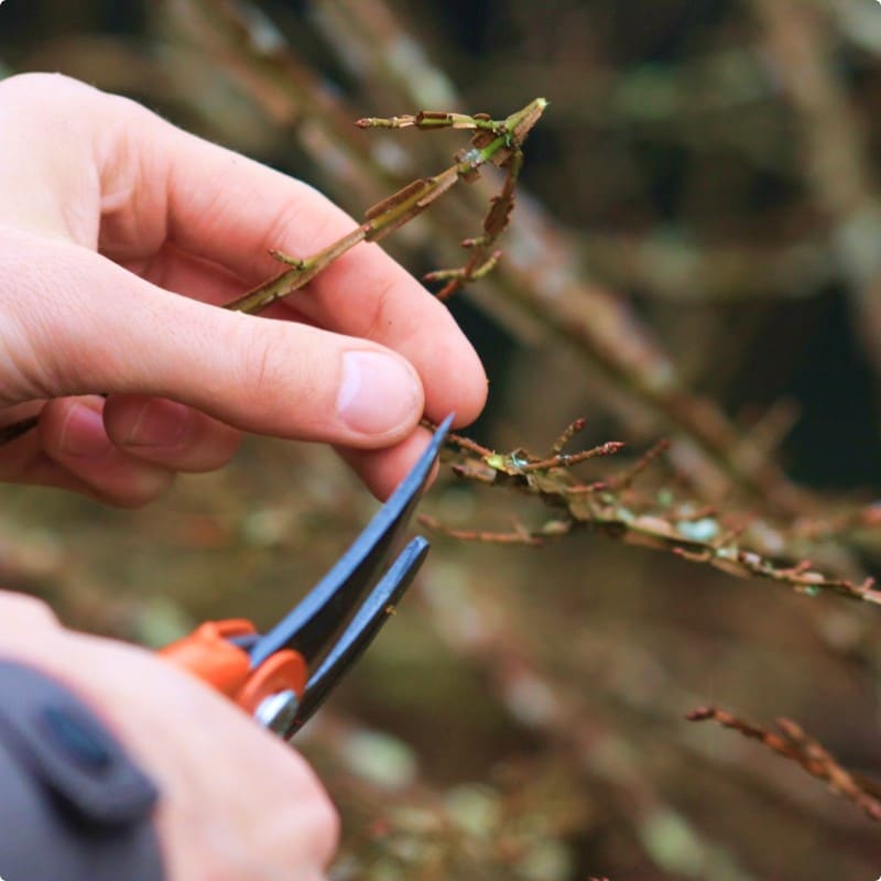 Que faire au jardin au mois de mars ?