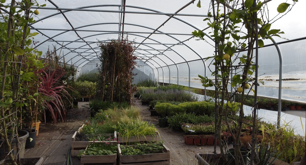 Gros plan sur une serre de kerne paysage