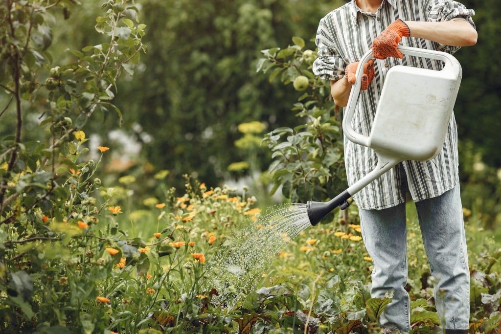 Conseils d’arrosage : les bons gestes pour un jardin en plein forme